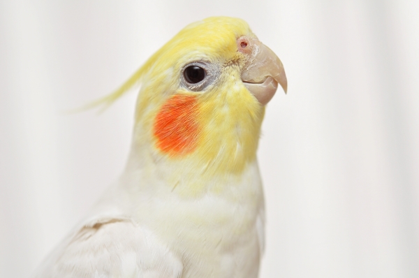 インコ